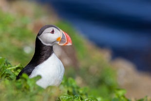 Puffins are the most popular birds associated with Iceland.