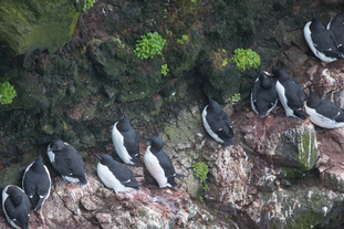 A bazaar of guillemots resting on the rocky cliffs of North Iceland.