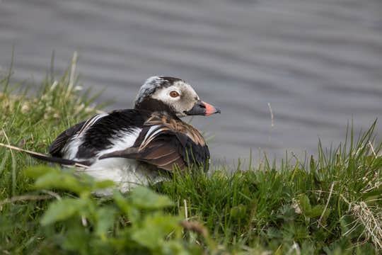 Private 11-Hour Birdwatching Tour in North Iceland’s Langanes and Tjornes Peninsulas