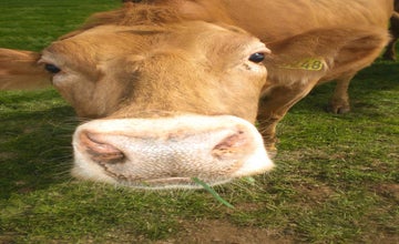 Fjallagisting 山间小屋 - 带露台 | Fjallagisting Mountain Cabin with Terrace