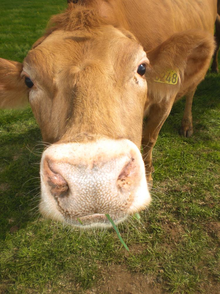 Fjallagisting 山间小屋 - 带露台 | Fjallagisting Mountain Cabin with Terrace