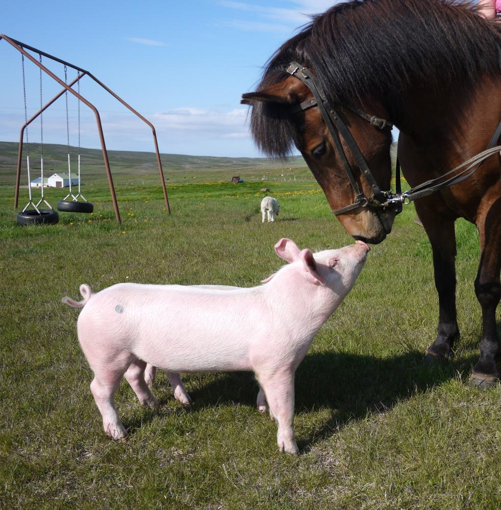 Fjallagisting Mountain Cabin with Terrace
