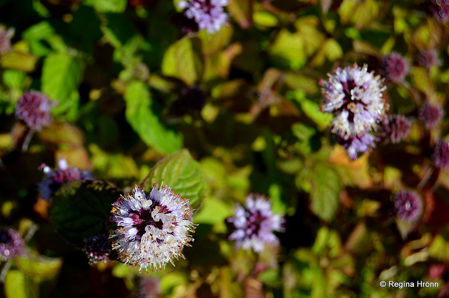  Mentha aquatica - Vatnamynta in Reykhólar geothermal area