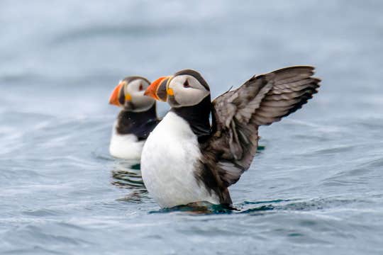 Exciting 1-Hour Puffin Watching and RIB Speedboat Tour from Reykjavik