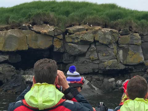 Exciting 1-Hour Puffin Watching and RIB Speedboat Tour from Reykjavik