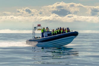 Exciting 1-Hour Puffin Watching and RIB Speedboat Tour from Reykjavik