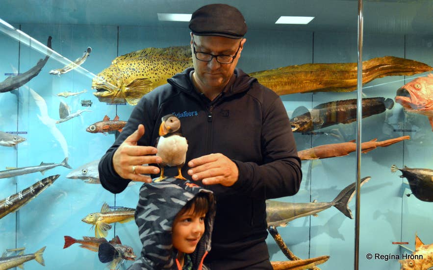 A guide introducing a live rescued puffin to a child at the Westman Islands aquarium, a hit with kids in Iceland.