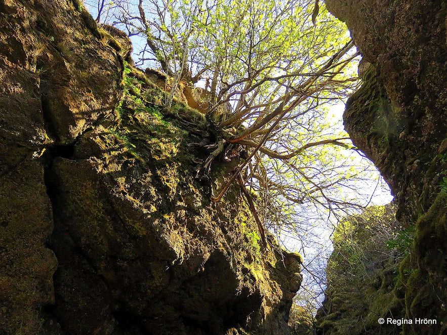 Nauthúsagil Ravine in South-Iceland