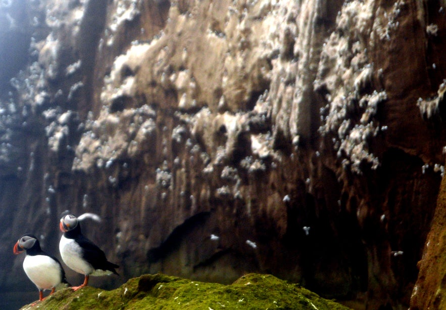 Drangey island puffins