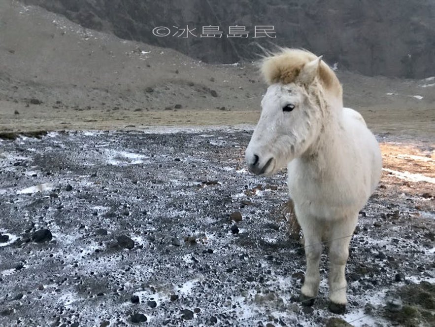 冰島馬的冬季的戎裝