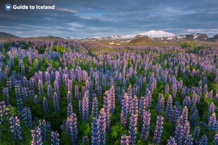 Die Lupinenpflanze in Island in voller Blüte