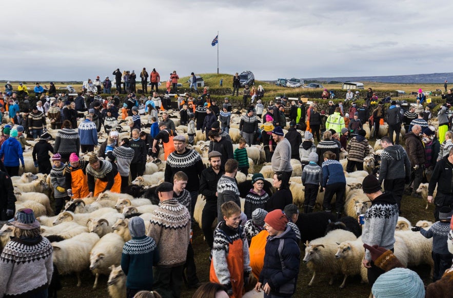 Icelandic Sheep: The Ultimate Guide