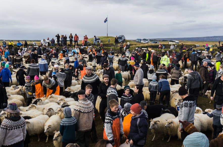 Farmers sorting Icelandic sheep during a traditional réttir gathering in Iceland Farmers sorting Icelandic sheep during a traditional réttir gathering in Iceland