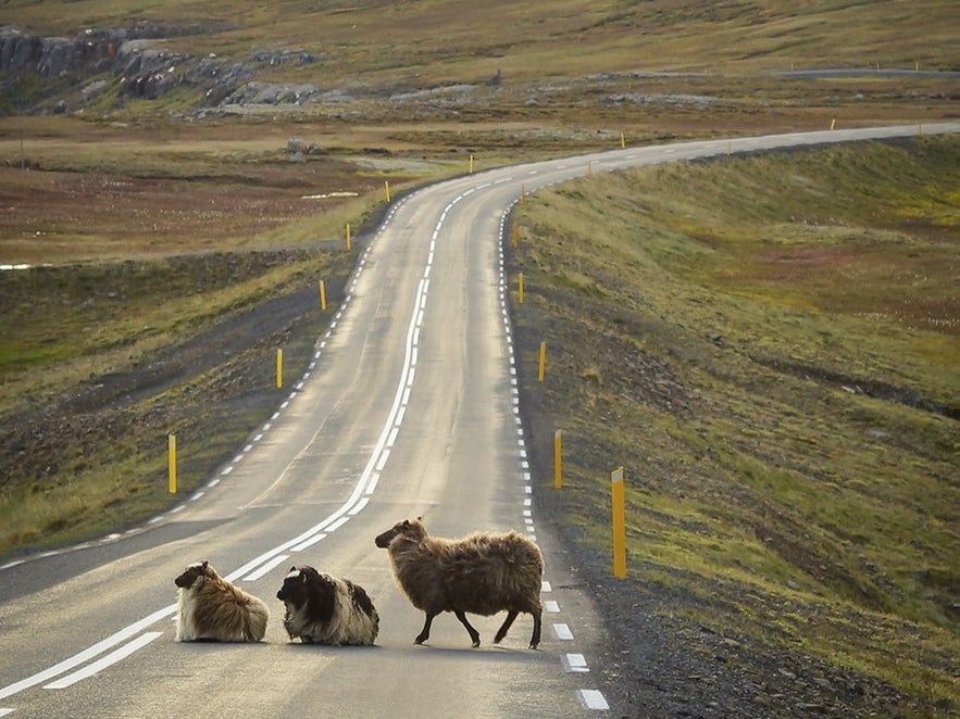 Icelandic Sheep: The Ultimate Guide