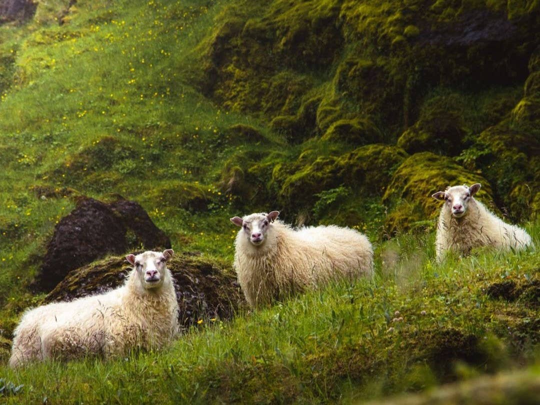 Icelandic Sheep The Ultimate Guide Guide To Iceland Icelandic Sheep The Ultimate Guide Guide To Iceland
