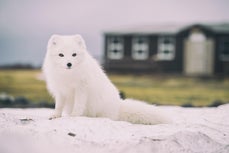 Cabañas en Islandia