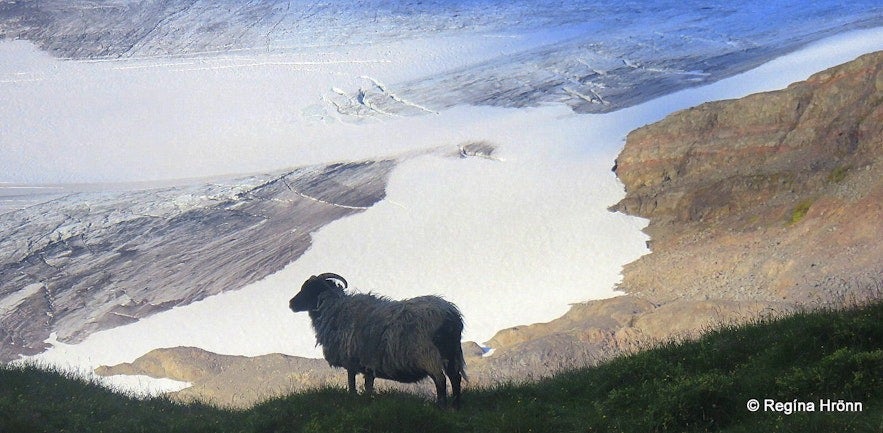 The Icelandic leader sheep can sense its surroundings in an incredible way