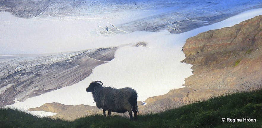 Icelandic leader sheep overlooking a glacier in Northeast Iceland Icelandic leader sheep overlooking a glacier in Northeast Iceland