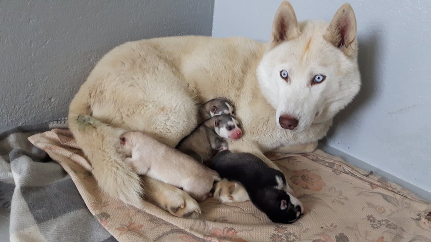 A husky shielding her new puppies.