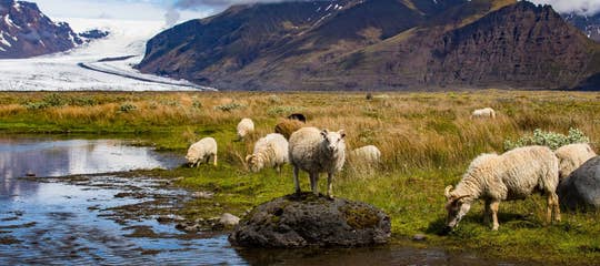 sheep vatnajokull skaftafell south animals glacier mountains shutterstock 2000px.jpg