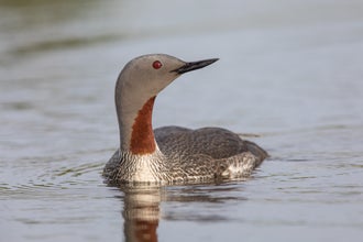 The red-throated diver is a fascinating beauty.
