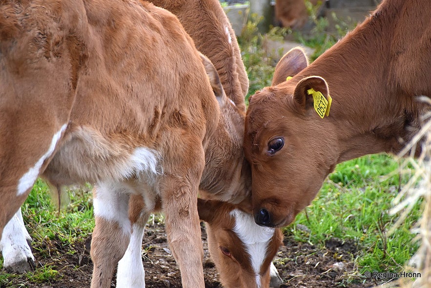 Calves at Hraunsnef hotel