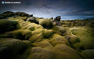 Icelandic moss, covering a lava field on the Reykjanes Peninsula in Iceland.