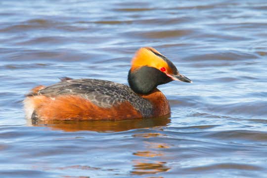 미바튼 호수 지역 9시간 프라이빗 조류 관찰 투어