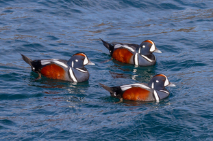 An adorable trio of Harlequin Ducks.