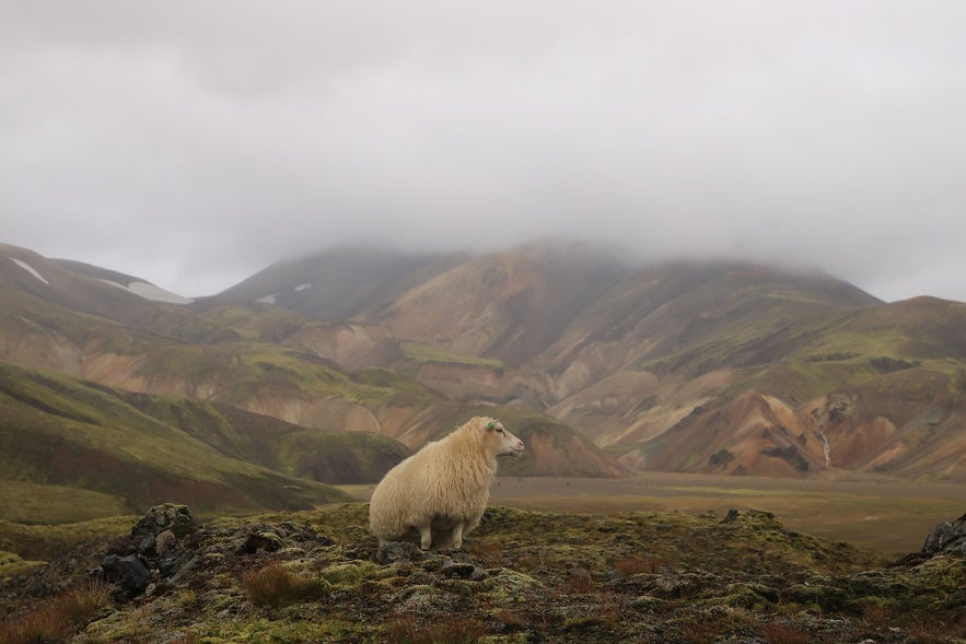 Icelandic Sheep: The Ultimate Guide