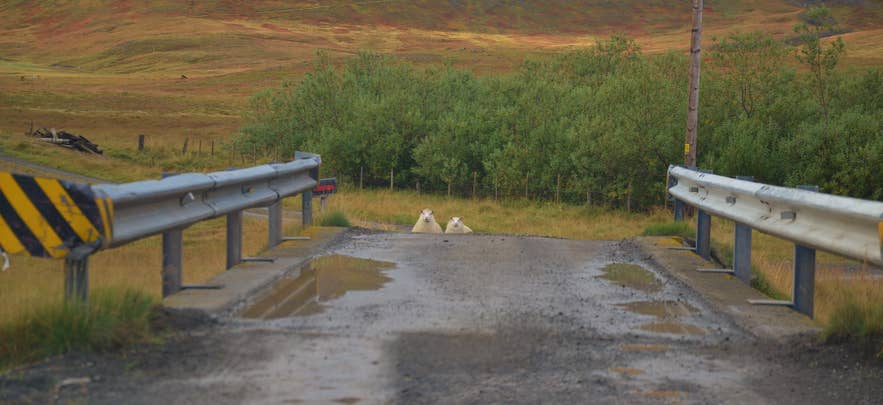 Icelandic sheep hiding near a rural bridge crossing in the Icelandic countryside Icelandic sheep hiding near a rural bridge crossing in the Icelandic countryside