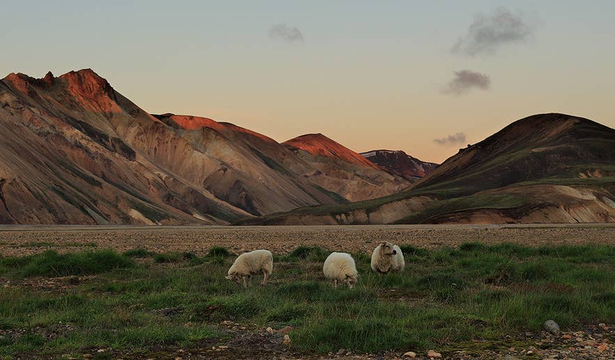 Icelandic sheep grazing in the Highlands with colorful rhyolite mountains at sunset Icelandic sheep grazing in the Highlands with colorful rhyolite mountains at sunset
