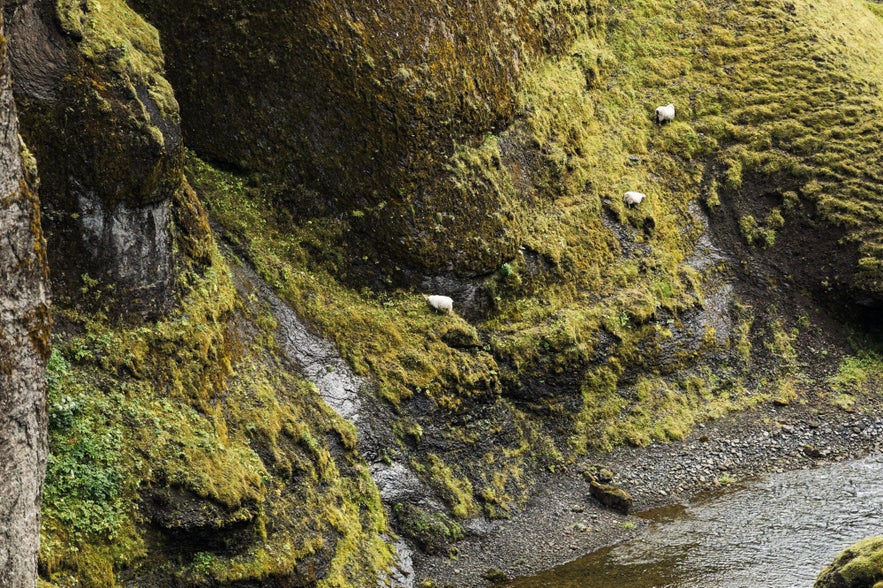 Icelandic sheep will graze in the unlikeliest of places