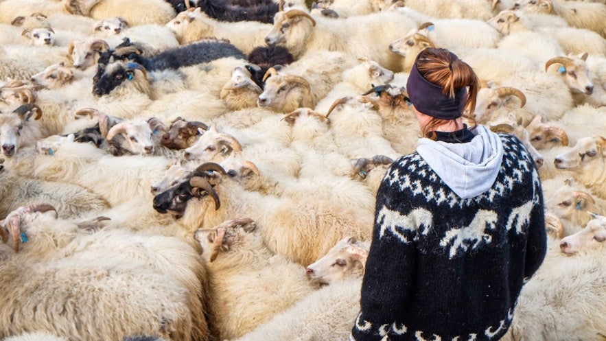 Icelandic wool has kept Icelanders warm for centuries