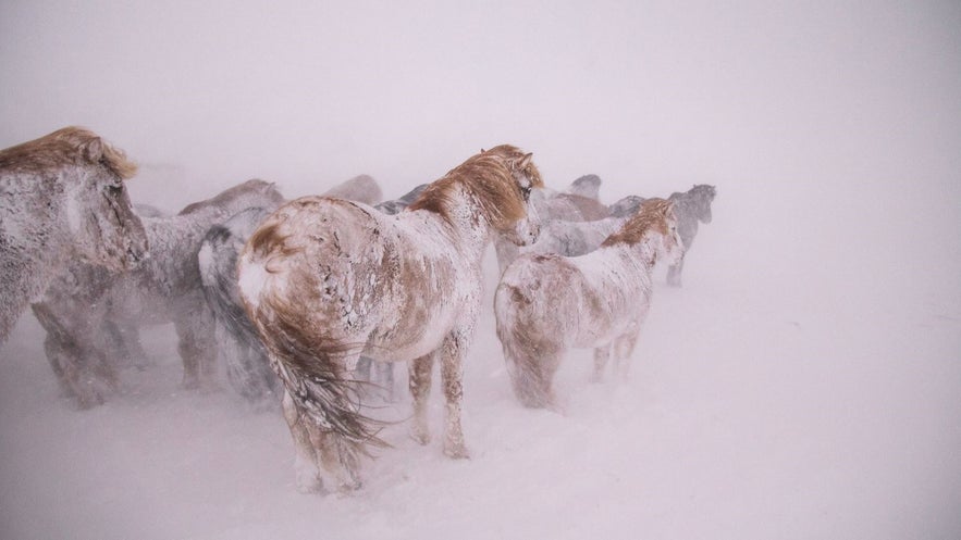 Icelandic horses in snow storm