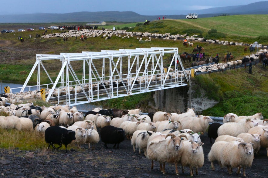 Icelandic sheep gathering from the mountains