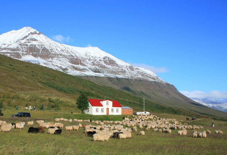 Icelandic sheep grazing near a farmhouse beneath snow-capped mountains in Iceland Icelandic sheep grazing near a farmhouse beneath snow-capped mountains in Iceland