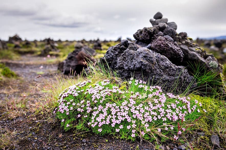 Fragile Icelandic wildflowers growing among lava rocks in volcanic terrain Fragile Icelandic wildflowers growing among lava rocks in volcanic terrain