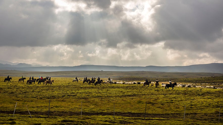 Sheep gatherings are huge annual events in Iceland