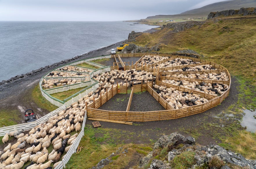 Sheep sorting pens, or rettir, are most commonly round