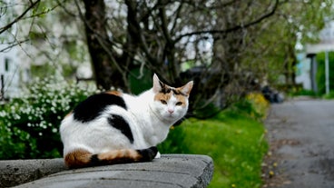 Kattenwandeling van 2 Uur met Kleine Groep in Reykjavik met Snacks