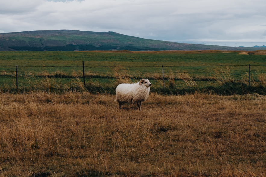 Icelandic lamb have a special place in Icelandic culture