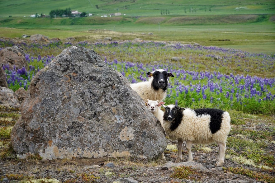 The Iceland wool can be colorful