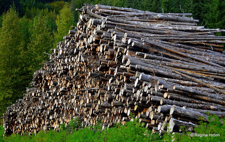 Haukadalsskógur forest in South-Iceland