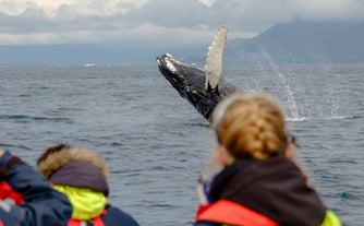 Ein Buckelwal bricht vor einem RIB-Boot.