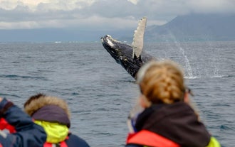Ein Buckelwal bricht vor einem RIB-Boot.