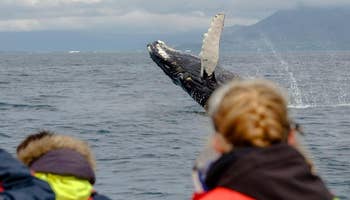 Whale & Puffin Watching Boat Tour from Reykjavik