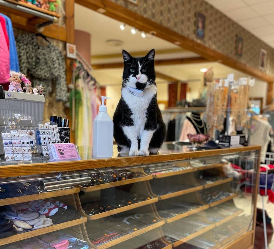 Baktus, der schwarz-weiße Kater, sitzt auf der Glasvitrine im Vintage-Laden Gyllti Kötturinn in Reykjavik, Island, umgeben von Schmuck, Accessoires und Retro-Kleidung in gemütlicher Boutique-Atmosphäre.