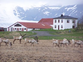 Guesthouse Holmur is sometimes visited by reindeer.