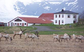 Guesthouse Holmur is sometimes visited by reindeer.
